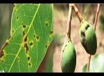 Bệnh xì gôm chảy mủ trên cây ăn trái và cách phòng bệnh